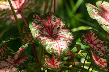 Colorful caladium plant
