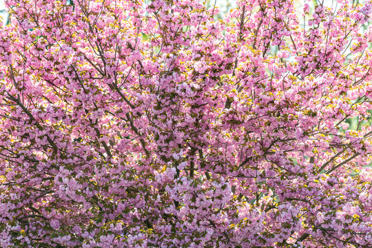 Closeup of tree with many fluffy large pink cherry sakura blossoms and bright green leaves in spring in Roanoke, VA
