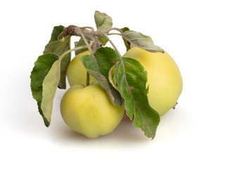 A torn branch with leaves and ripe apples on a white background. Organic apples grown without...