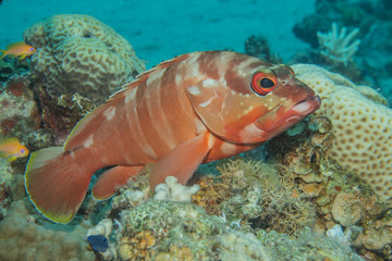 Fish swim in the Red Sea, colorful fish, Eilat Israel