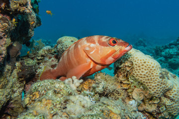 Fish swim in the Red Sea, colorful fish, Eilat Israel