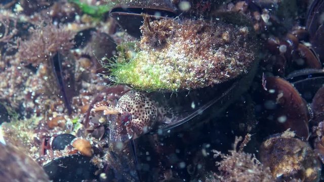 Tentacled blenny (Parablennius tentacularis). The male is on the bottom, medium shot. Black Sea.