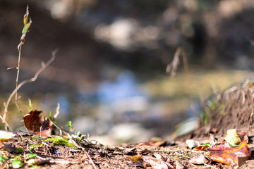 Closeup of dry brown leaves foliage lying on ground in autumn at Great Falls park in Maryland with Potomac river in blurred background