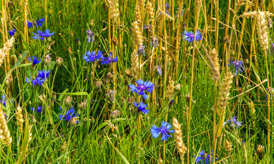 Fototapeta na wymiar Cornflower, knapweed Centaurea scabiosa or greater knapweed blue flower growing in the field. Close up, selective focus.