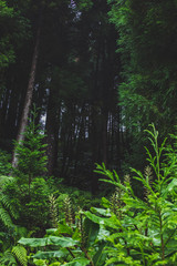 green lush forest on the island of Sao Miguel, Azores, Portugal