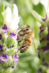 Bee collecting pollen from lavender