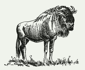 Blue or common wildebeest connochaetes taurinus standing in a grassland. Illustration after a historical engraving from the early 20th century