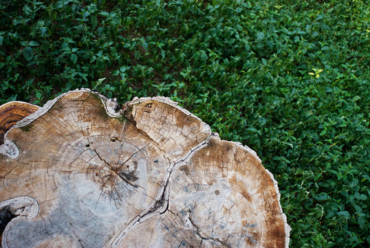 tronco de arbol talado