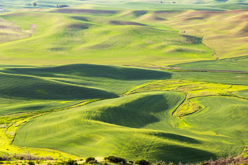 Wheat fields on rolling hills in morning hours at Palouse, Washington state, USA