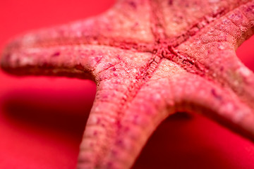 Red Starfish on a Red Backgroun