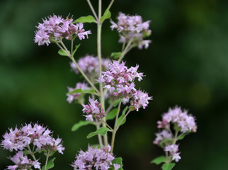 Summer flowering Origanum vulgare
