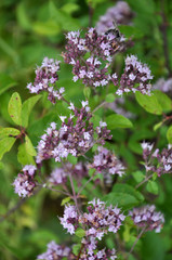 Summer flowering Origanum vulgare
