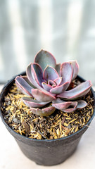 beautiful echeveria purple pearl, decorative succulent plant