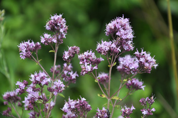 Fototapeta premium Summer flowering Origanum vulgare
