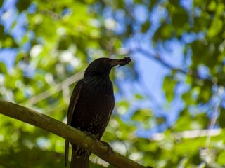 bird on a branch