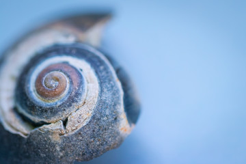 Blue Shell on a Blue Background