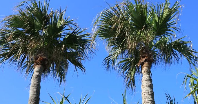 Plam tree at Ohama beach in Amami oshima Kagoshima