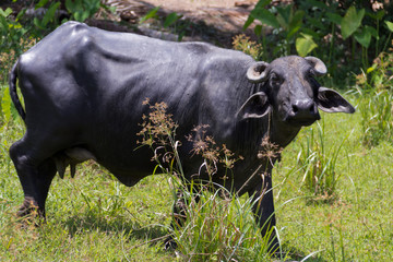 water buffalo