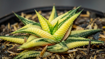 Obraz premium beautiful variegated Haworthia limifolia, decorative succulent plant