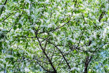 Blossoming apple tree (Malus prunifolia, Chinese apple, Chinese crabapple) spread the fragrant aroma. The apple tree in the full bloom on the sunlight. Flowers apple tree close-up.