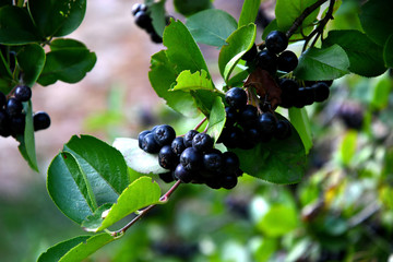 Black chokeberry in the garden, outdoors on a sunny summer day.