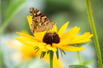 Butterfly Vanessa cardui sits on a yellow flower and drinks nectar with its proboscis. Painted lady butterfly.