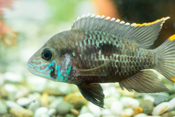 Aquarium Fish dwarf Cichlid. Apistogramma nijsseni is a species of cichlid fish, endemic to highly...