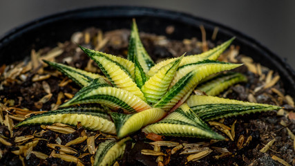 beautiful variegated Haworthia limifolia, decorative succulent plant