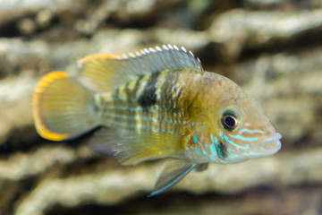 Aquarium Fish dwarf Cichlid. Apistogramma nijsseni is a species of cichlid fish, endemic to highly...