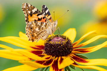Butterfly Vanessa cardui sits on a yellow flower and drinks nectar with its proboscis. Painted lady...