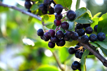 Black chokeberry in the garden, outdoors on a sunny summer day.