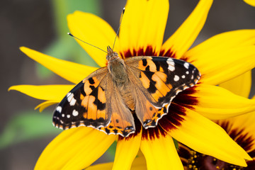 Butterfly Vanessa cardui sits on a yellow flower. Painted lady butterfly