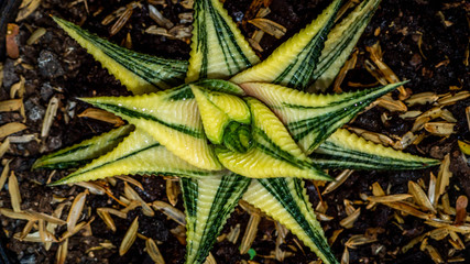 beautiful variegated Haworthia limifolia, decorative succulent plant