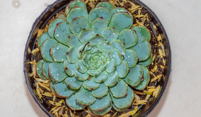 closeup of Echeveria colorata, ornamental succulent plant