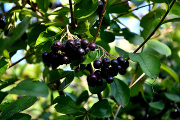 Black chokeberry in the garden, outdoors on a sunny summer day.