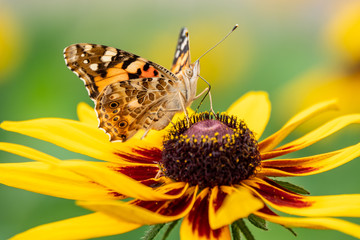 Butterfly Vanessa cardui sits on a yellow flower and drinks nectar with its proboscis. Painted lady butterfly.