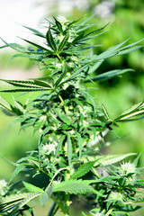 Ripening cannabis outdoors on a sunny summer day.