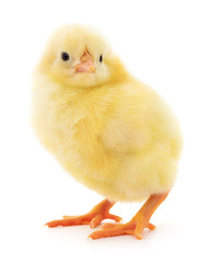 Obraz premium Small yellow chicken