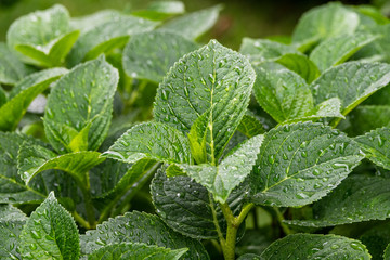 Green leaves covered with water drops after rain.