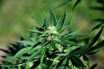 Ripening cannabis outdoors on a sunny summer day.