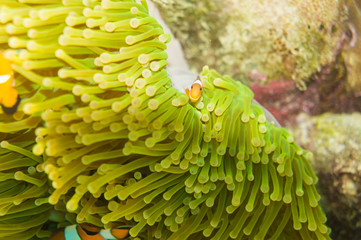 Nemo sea fish in coral reef flower