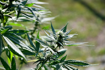 Ripening cannabis outdoors on a sunny summer day.