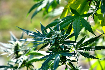 Ripening cannabis outdoors on a sunny summer day.