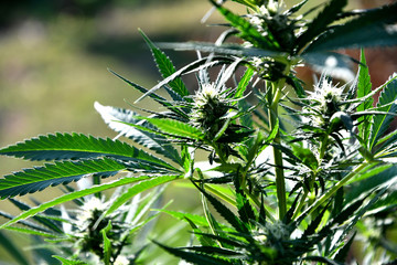 Ripening cannabis outdoors on a sunny summer day.