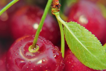 Bright colorful cherry berries on a white background