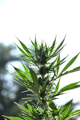 Ripening cannabis outdoors on a sunny summer day.