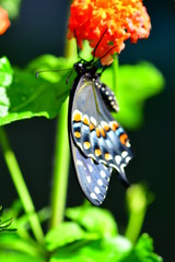 Close up of an Eastern Swallowtail (Papilio Glaucus) butterfly