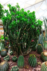 Fototapeta premium Cactus plants Echinocactus