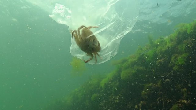 Rubbish in the water, Polyethylene bag kills marine animals, crab dies. Ecology of nature, plastic. Black Sea, Ukraine