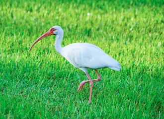 White ibis bird are looking for food in the morning